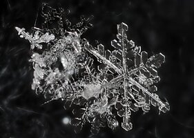 First Snowflake Macro.jpg