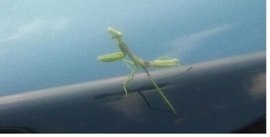 mantis.jpg
