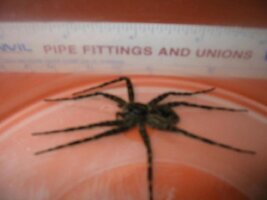 spider 3.jpg