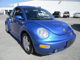 beetle.jpg