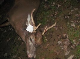 deer 2011 003.jpg