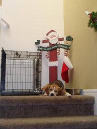 Dogs1 (1).jpg