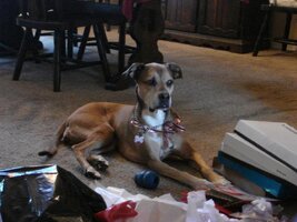 DogChristmas.jpg