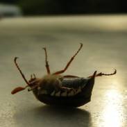 5-bug-on-back.jpg