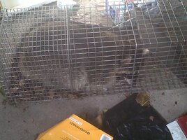 Coon 1.jpg