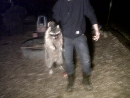 Coon 2.jpg