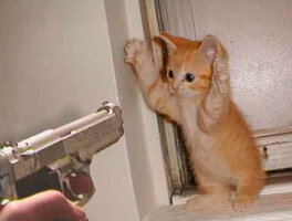 kardashian_cat_gun.jpg
