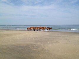 IMG_1034[1].jpg