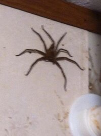 the spider.jpg