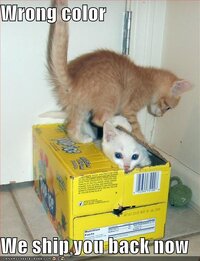 funny-pictures-kittens-locking-kittens-in-box.jpg