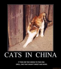 cats-in-china-cats-china-chinese-food-demotivational-poster-1273070733.jpg