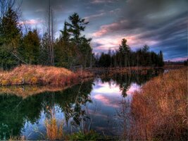 Swamp HDR - GMT.jpg