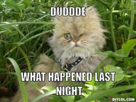 hungover-kitty-meme-generator-duddde-what-happened-last-night-b69756.jpg