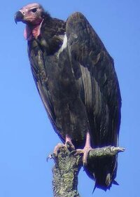 Red-headed_vulture.jpg
