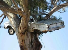 Falcon nesting in a tree.jpg