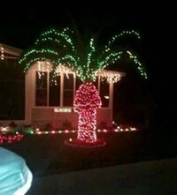 palm.jpg
