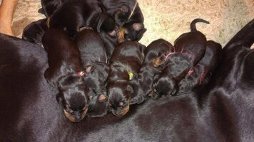 puppies.jpg