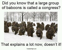 baboons congress.jpg