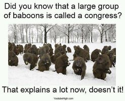 baboons congress.jpg