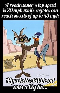 roadrunner.jpg