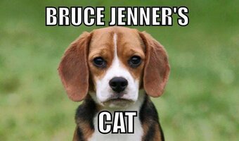 bruce_jenners_cat-587911.jpg