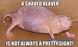 shaved beaver.jpg