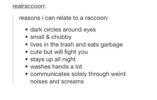tumblrs-greatest-hits-raccoon-life.png