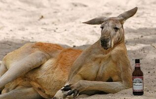 FunnyPart-com-drunk_kangaroo.jpg