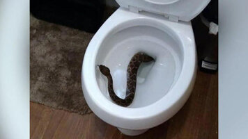 cbsn-0202-rattlesnaketoiletpgk-1244448-640x360.jpg