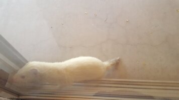 Resized_20170615_082901.jpeg