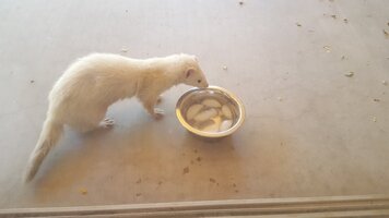 Resized_20170615_091515.jpeg