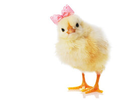 chick.jpg