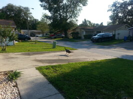 IMG_20170917_173554.jpg IMG_20170917_173554.jpg