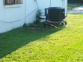 IMG_20170917_174449.jpg IMG_20170917_174449.jpg