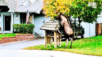 moose_humping_mailbox.jpg
