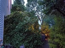 tree.jpg