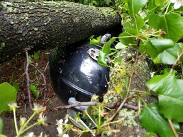 tree damage.jpg