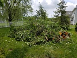 tree damage 4.jpg