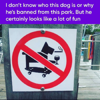Banned dog.png