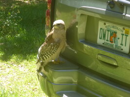 Hawk_On_TB_1.JPG