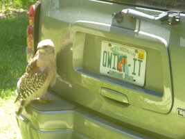 Hawk_On_TB_2.JPG