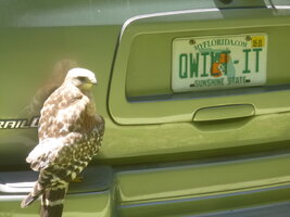 Hawk_On_TB_3.JPG
