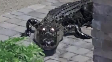 1575301604630.png