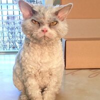 meet-pompous-albert-the-office-cat-who-looks-always-pissed-off-01-15.jpg