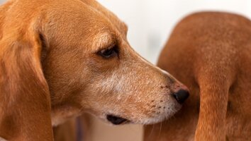 Dog-Fart_Tudor-Costache.jpg