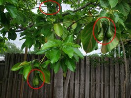 Avocados.jpg