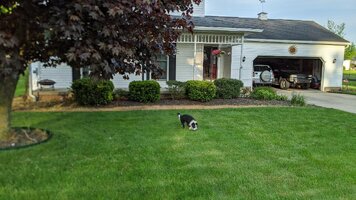 mulch before 3.jpg