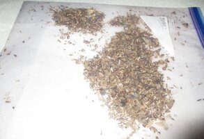 DEADBUGSVIATHEDYNTRAP2.jpg