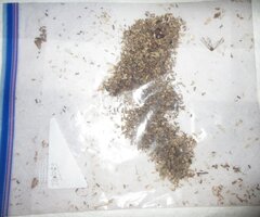 DEADBUGSVIATHEDYNTRAP3.jpg