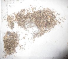 DEADBUGSVIATHEDYNTRAP4.jpg
